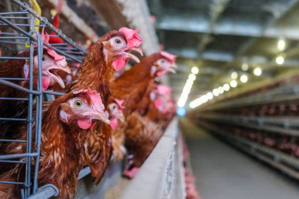 Commercial Layer Farm