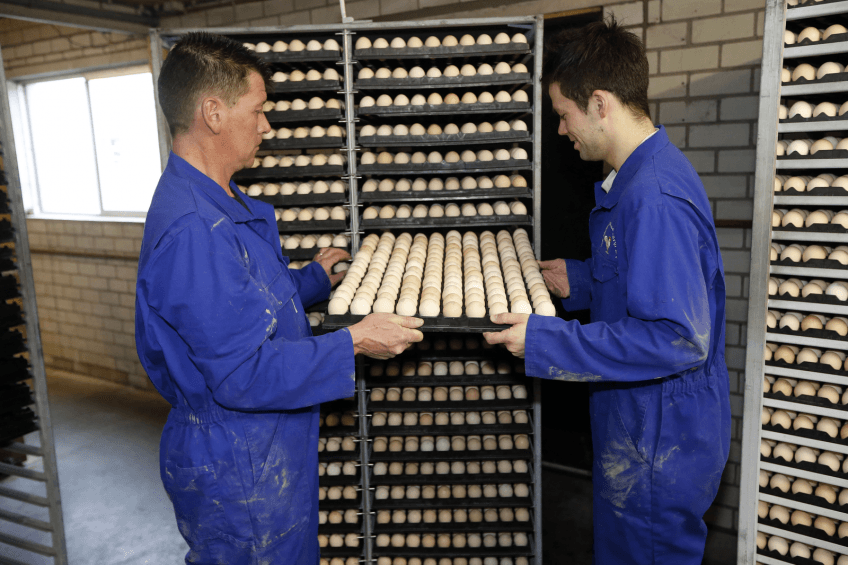 Hatchery